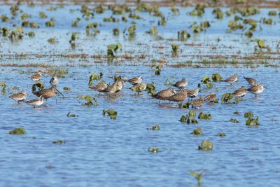 Dunlin