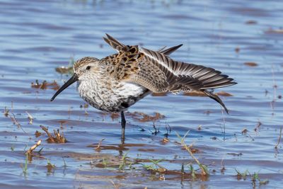 Dunlin
