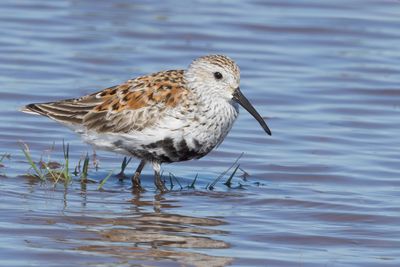Dunlin