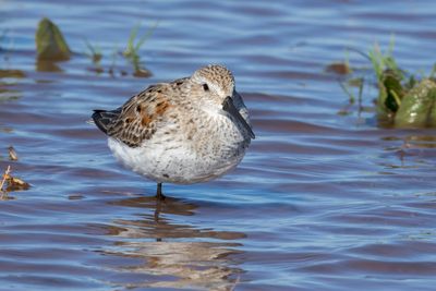 Dunlin