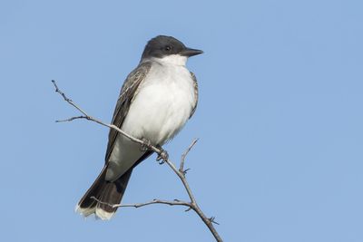 Eastern Kingbird