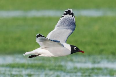Franklin's Gull