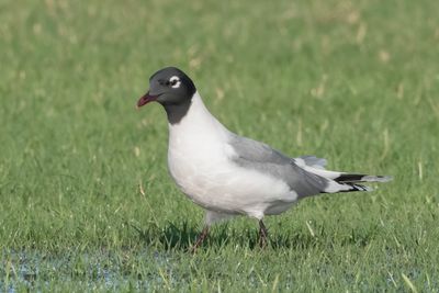 Franklin's Gull