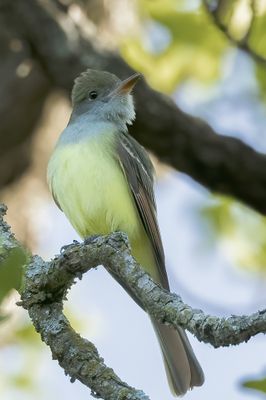 Great-crested Flycatcher