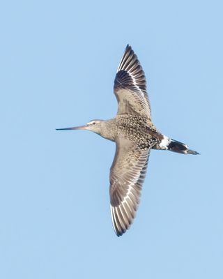 Hudsonian Godwit