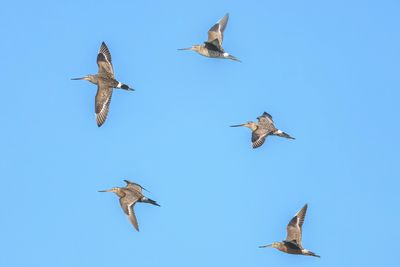 Hudsonian Godwit