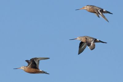 Hudsonian Godwit