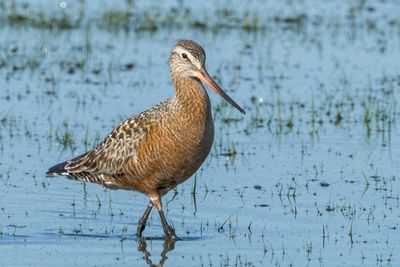 Hudsonian Godwit
