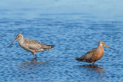 Hudsonian Godwit