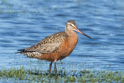 Hudsonian Godwit