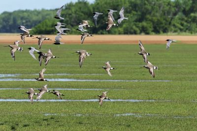 Hudsonian Godwit