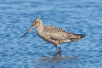 Hudsonian Godwit