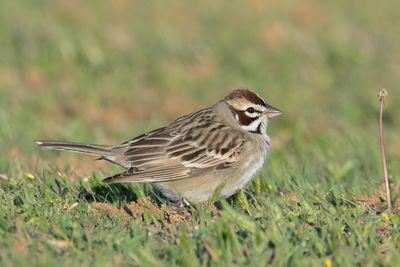 Lark Sparrow