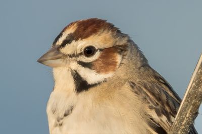 Lark Sparrow