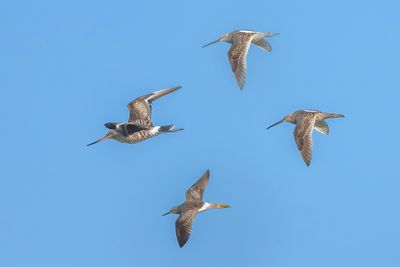 Long-billed Dowitcher