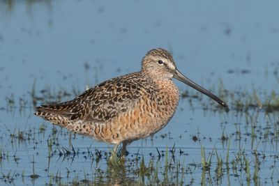 Long-billed Dowitcher