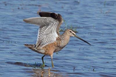 Long-billed Dowitcher