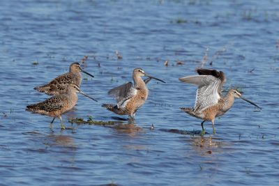 Long-billed Dowitcher