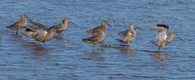 Long-billed Dowitcher