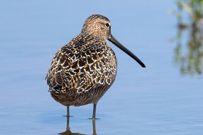 Long-billed Dowitcher