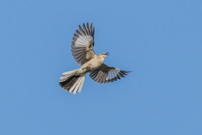 Northern Mockingbird