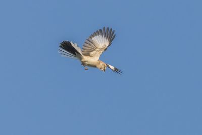 Northern Mockingbird