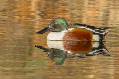 Northern Shoveler