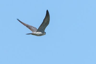 Peregrine Falcon