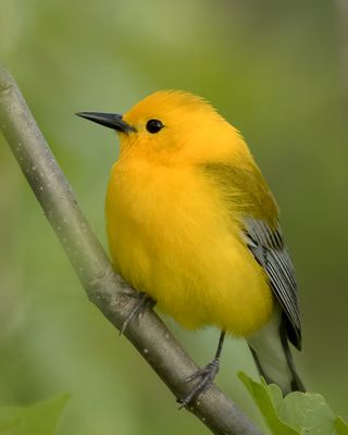Prothonotary Warbler