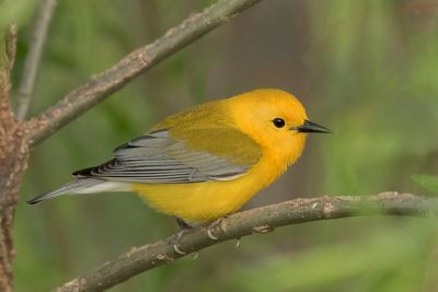 Prothonotary Warbler