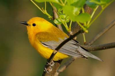 Prothonotary Warbler