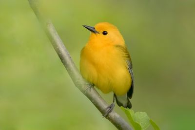 Prothonotary Warbler