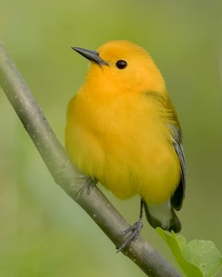 Prothonotary Warbler