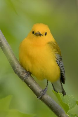Prothonotary Warbler