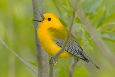 Prothonotary Warbler
