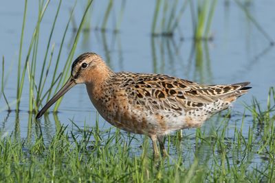 Short-billed Dowitcher