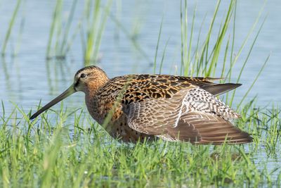 Short-billed Dowitcher
