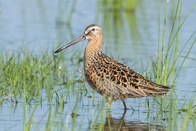 Short-billed Dowitcher