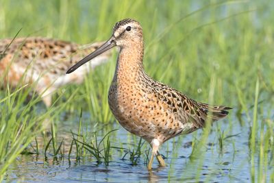 Short-billed Dowitcher