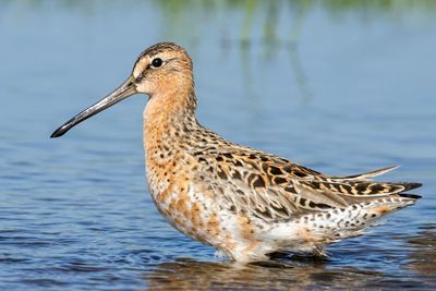 Short-billed Dowitcher