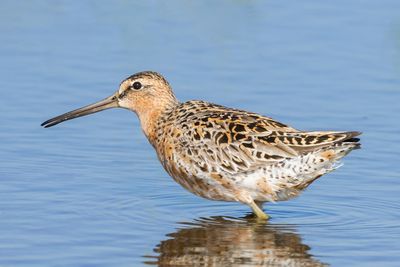 Short-billed Dowitcher