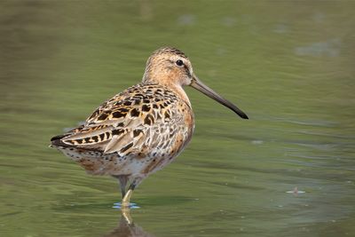 Short-billed Dowitcher
