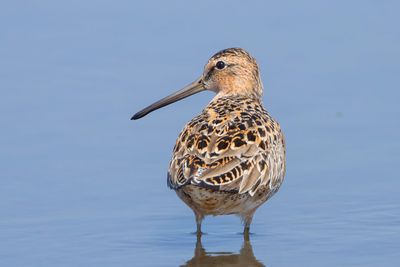 Short-billed Dowitcher