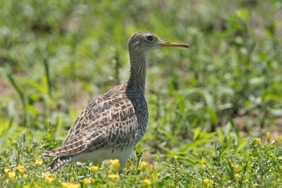 Upland Sandpiper
