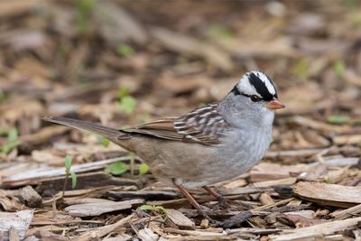 White-crowned Sparrow