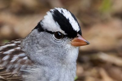 White-crowned Sparrow