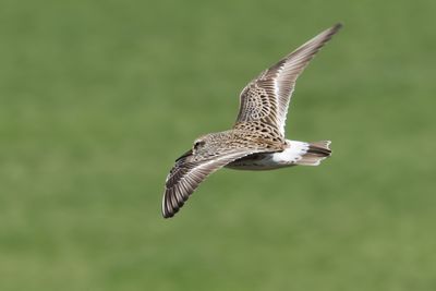 White-rumped Sandpiper