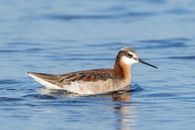 Wilson's Phalarope