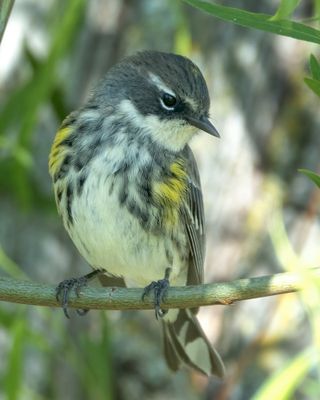Yellow-rumped Warbler