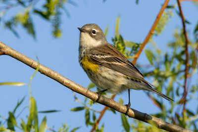 Yellow-rumped Warbler